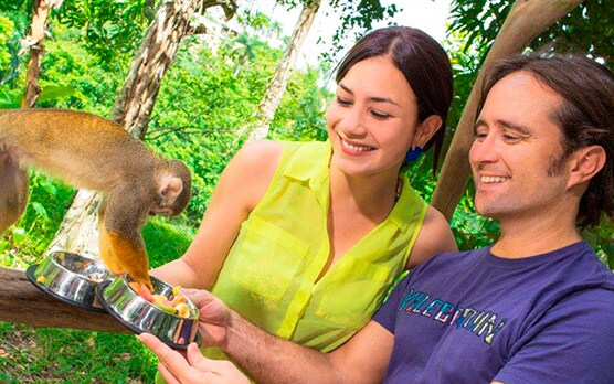 monkey-land